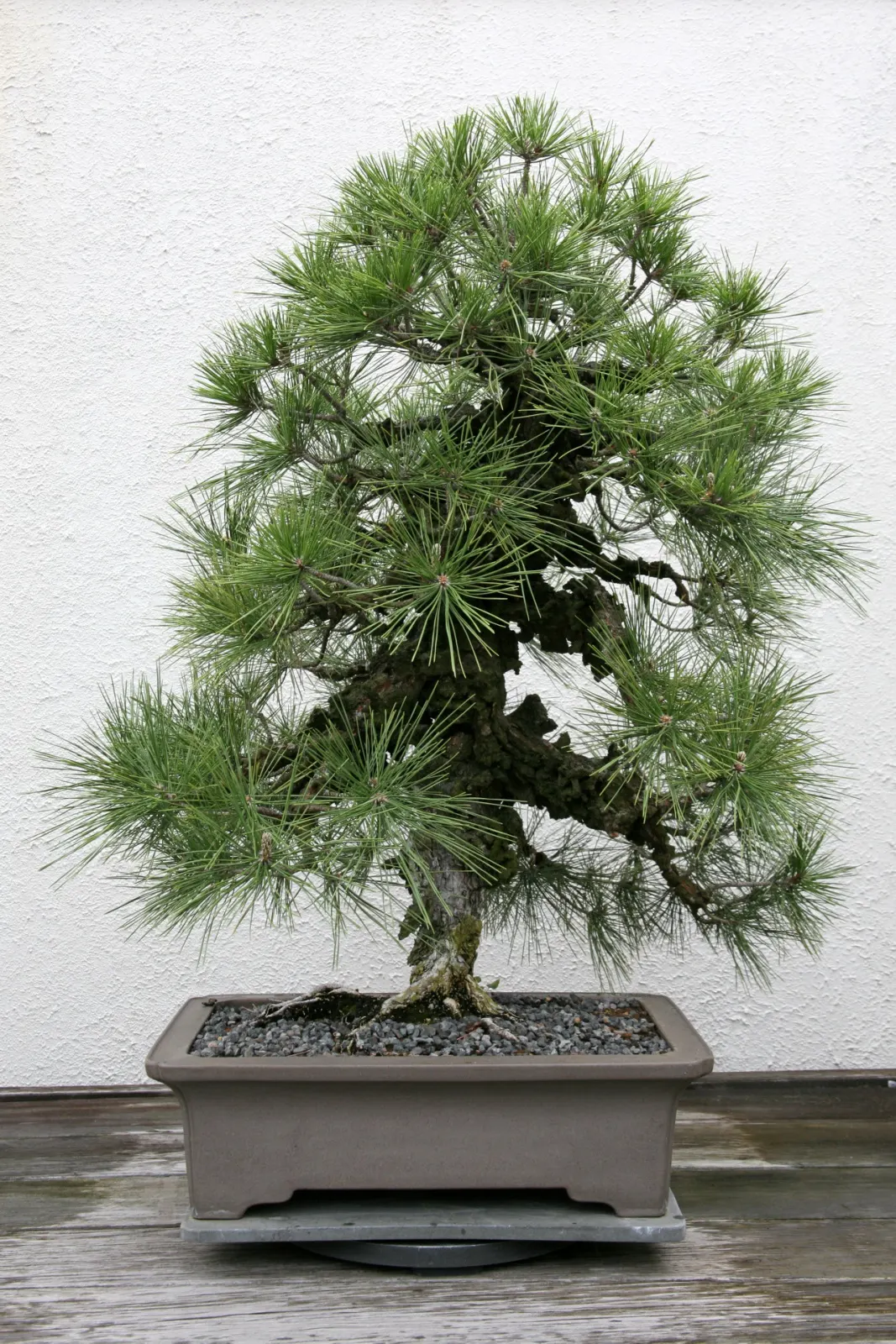 Japanese Black Pine (Pinus Thunbergii 'Thunderhead') — sculptural evergreen that provides year-round interest in the landscape; dark-green needles, image 66