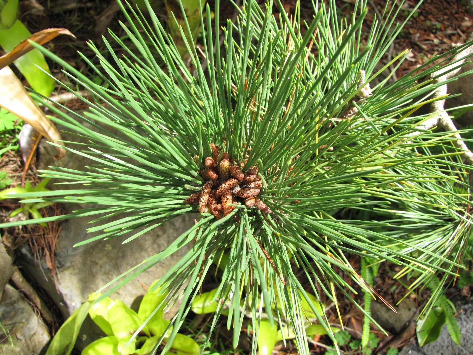 Japanese Black Pine (Pinus Thunbergii 'Thunderhead') — symmetrical shape with minimal pruning