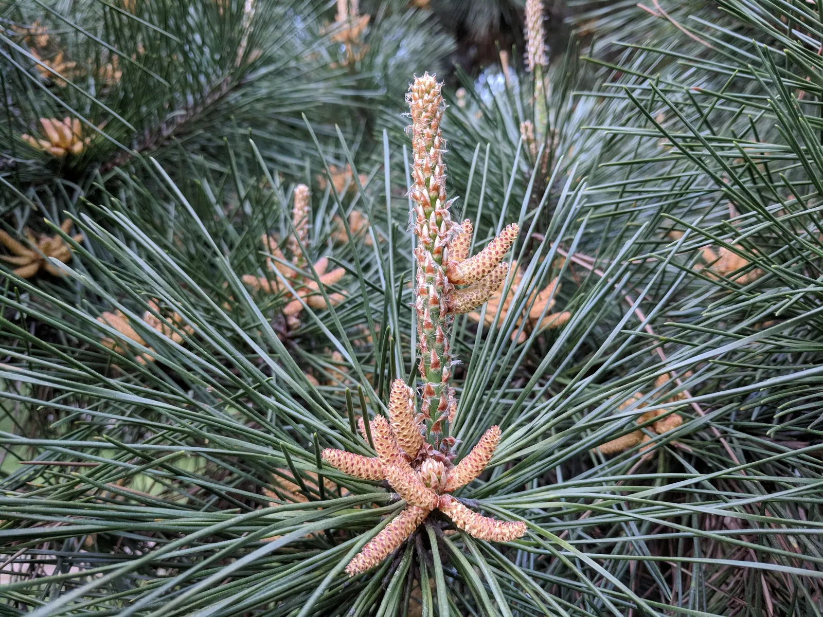 Japanese Black Pine (Pinus Thunbergii 'Thunderhead') — The Thunderhead Japanese Black Pine (Pinus thunbergii 'Thunderhead') is a robust