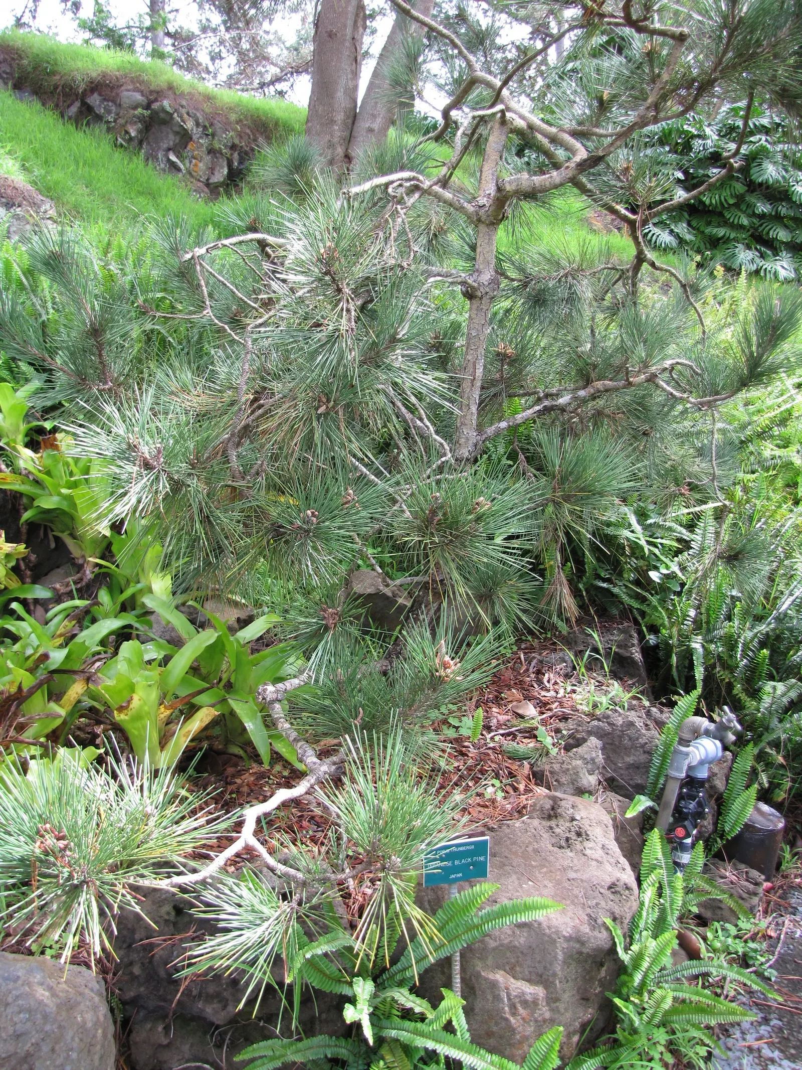 Japanese Black Pine (Pinus Thunbergii 'Thunderhead') — This hardy plant maintains a compact; this characteristic foliage contrasts beautifully with the