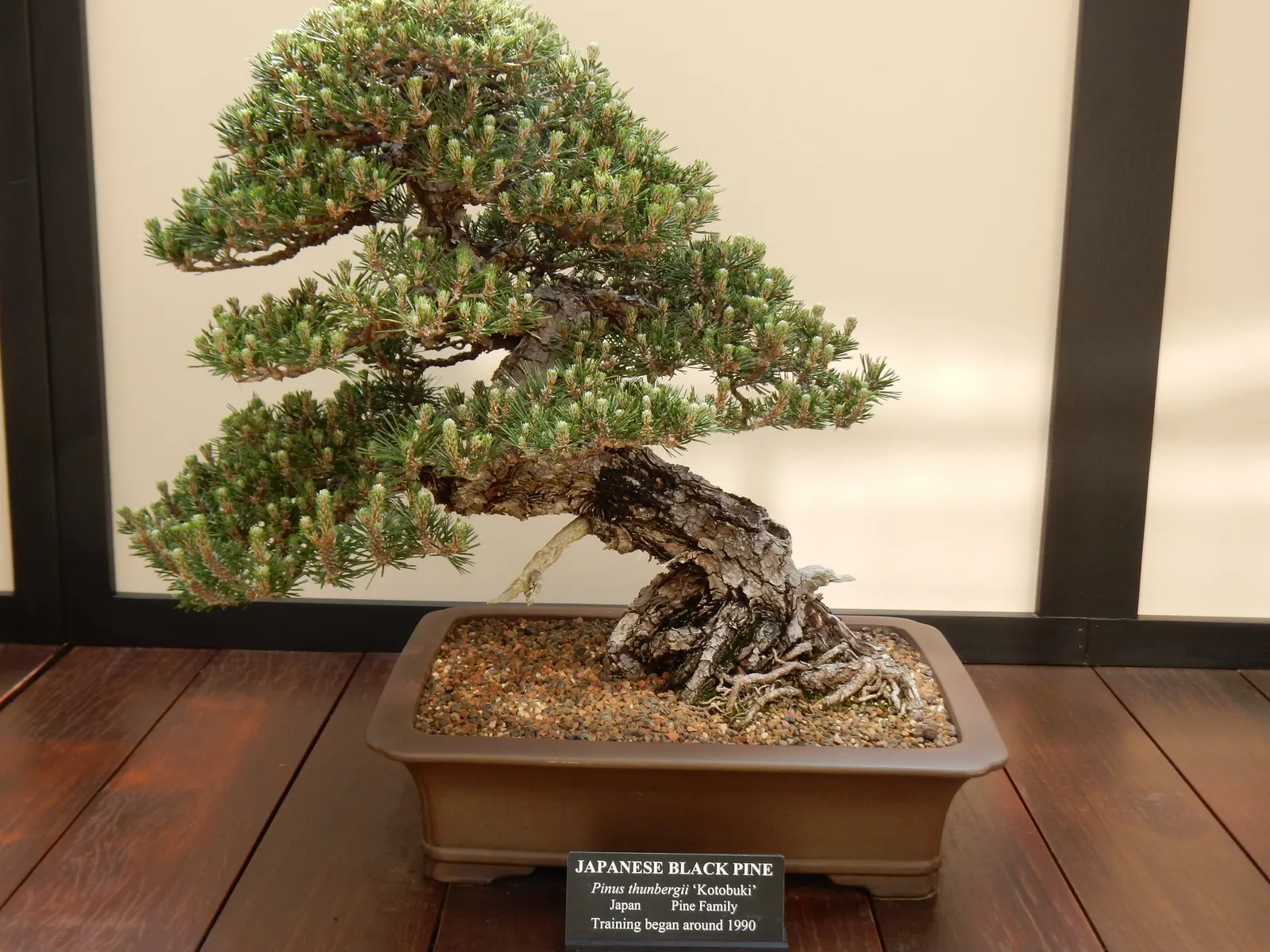 Japanese Black Pine (Pinus Thunbergii 'Thunderhead') — requiring moderate watering after establishment; or even as a sea of green in large-scale windbreaks or