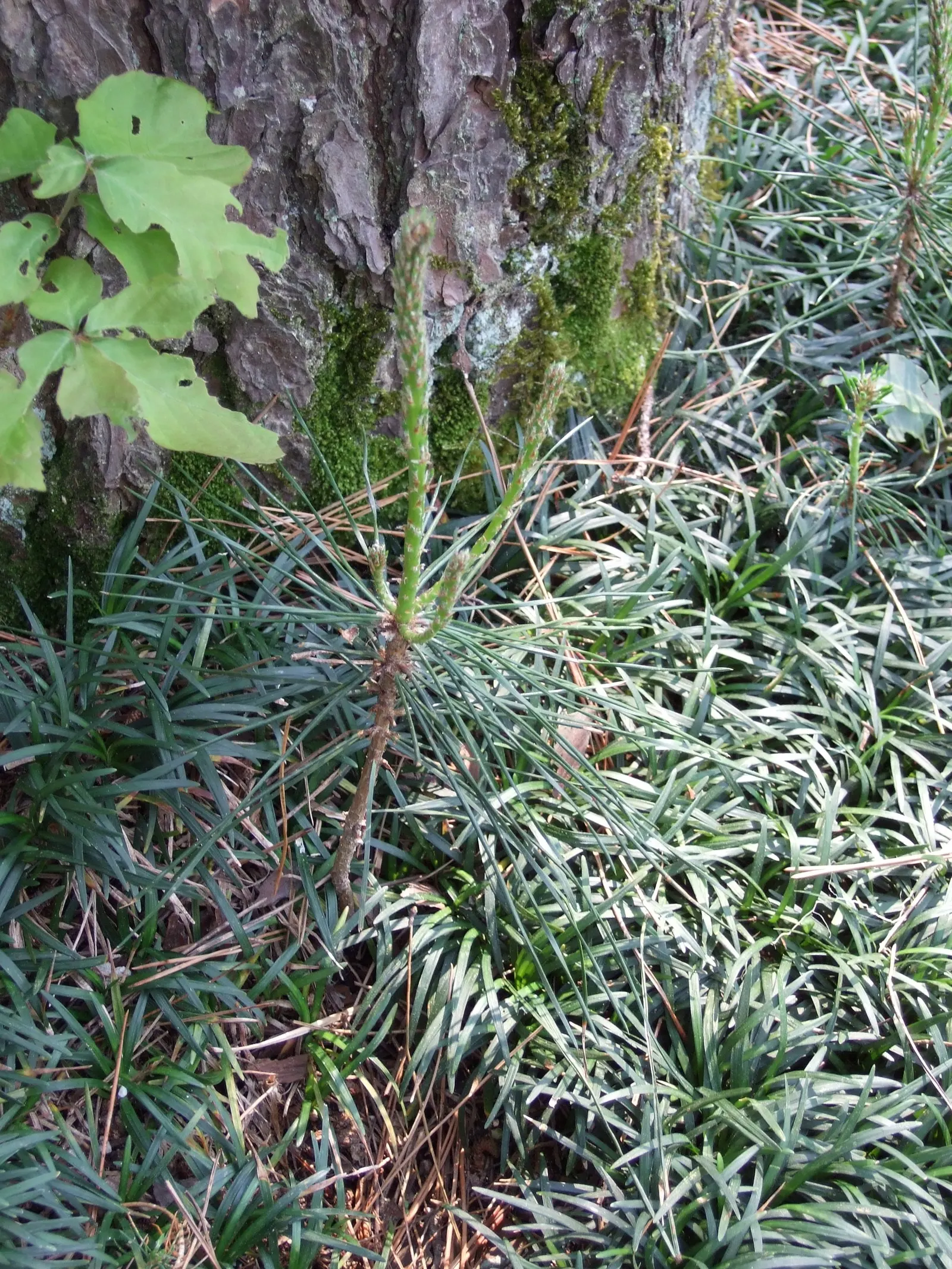 Japanese Black Pine (Pinus Thunbergii 'Thunderhead') — making it suitable for coastal landscapes
