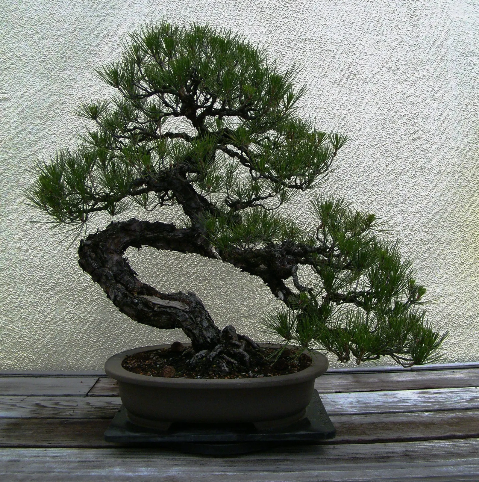 Japanese Black Pine (Pinus Thunbergii 'Thunderhead') — Thunderhead thrives in full sun and adapts well to various soil types