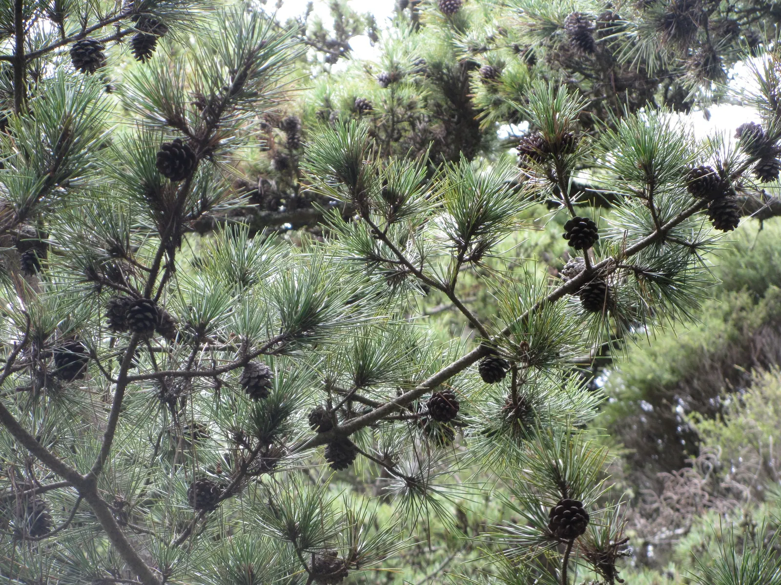 Japanese Black Pine (Pinus Thunbergii 'Thunderhead') — making it suitable for coastal landscapes; dark-green needles and robust