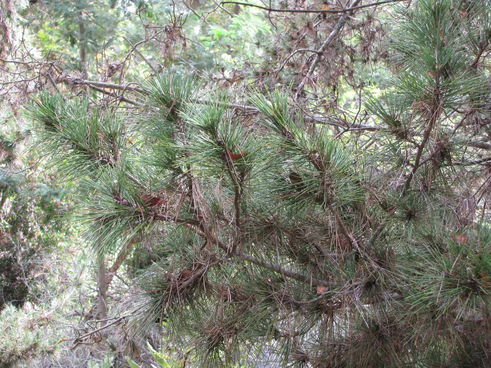 Japanese Black Pine (Pinus Thunbergii 'Thunderhead') — Japanese Black Pine 'Thunderhead' (Pinus thunbergii 'Thunderhead') is a stunning; symmetrical shape with