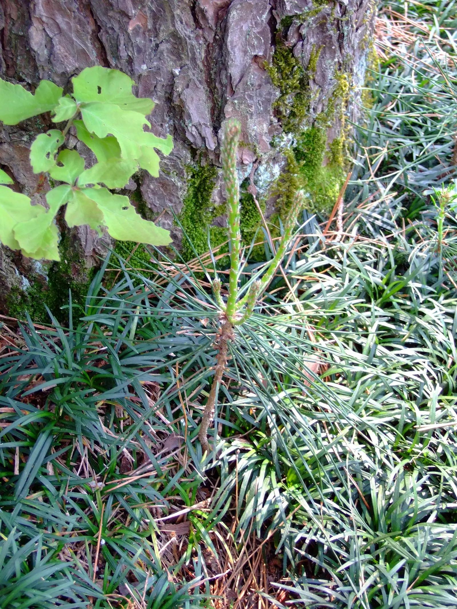 Japanese Black Pine (Pinus Thunbergii 'Thunderhead') — mature specimens produce attractive; or even as a sea of green in large-scale windbreaks or, image 76