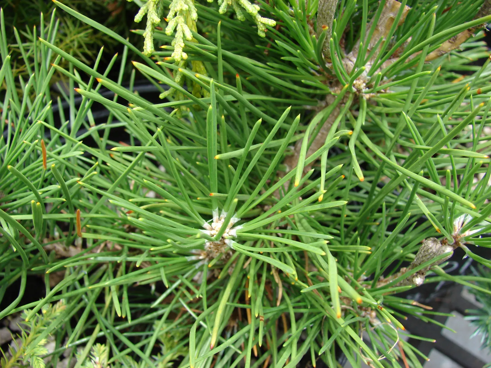 Japanese Black Pine (Pinus Thunbergii 'Thunderhead') — the Thunderhead is ideal for use as a specimen plant; or even as a sea of green in large-scale