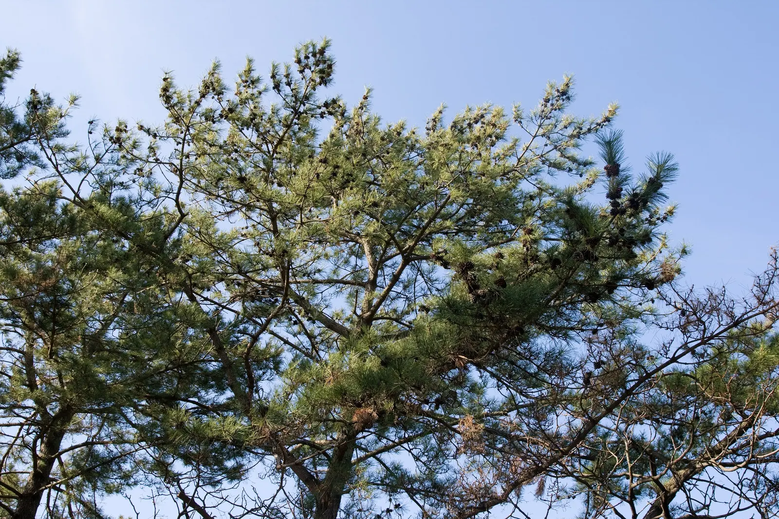 Japanese Black Pine (Pinus Thunbergii 'Thunderhead') — approximately 3-5 inches long; symmetrical shape with minimal pruning, image 73