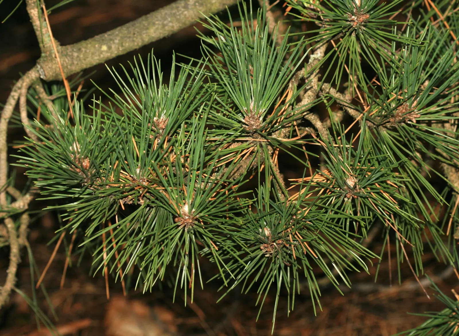 Japanese Black Pine (Pinus Thunbergii 'Thunderhead') — Resilient to salt and wind, it suits coastal landscapes and rock gardens; dark-green needles and robust