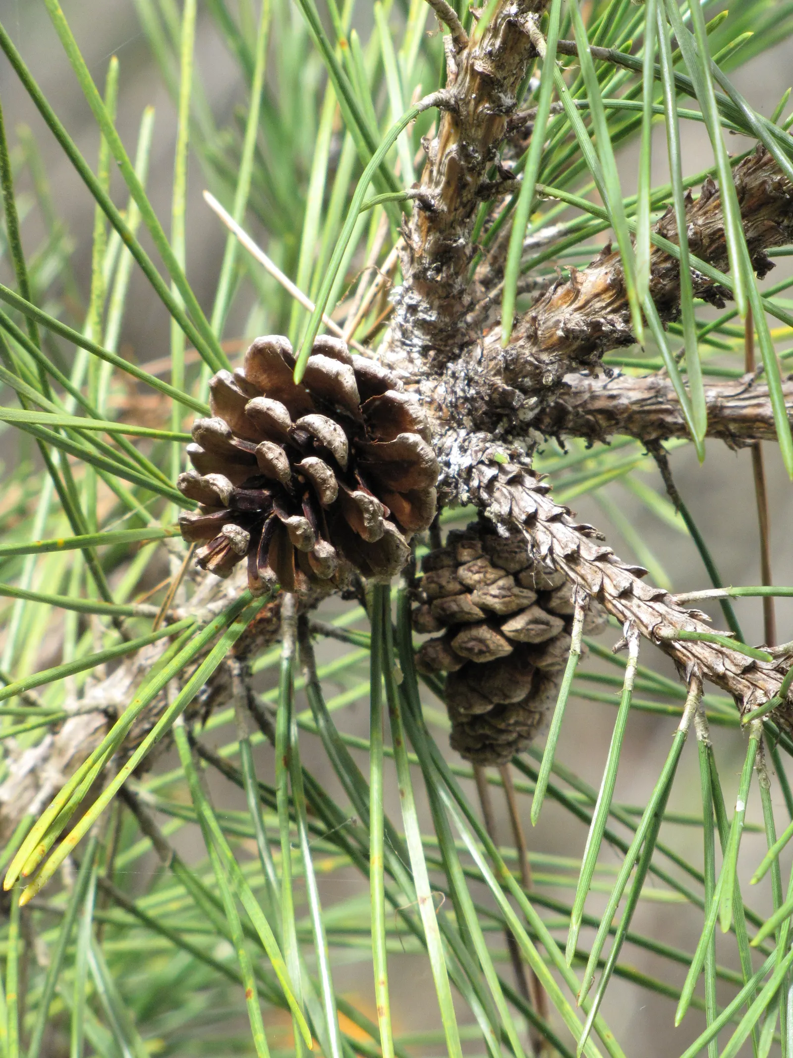 Japanese Black Pine (Pinus Thunbergii 'Thunderhead') — Its branching structure is sturdy and picturesque; dark-green needles and robust