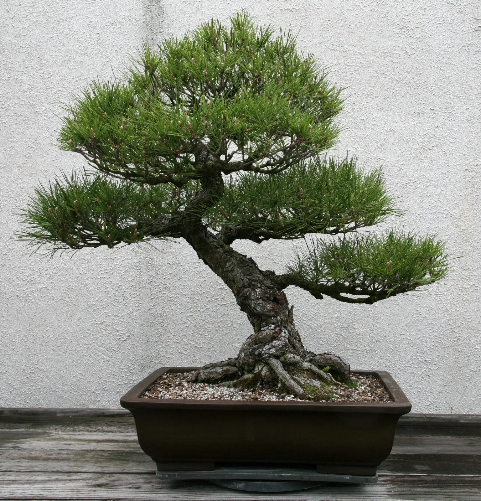 Japanese Black Pine (Pinus Thunbergii 'Thunderhead') — requiring moderate watering after establishment