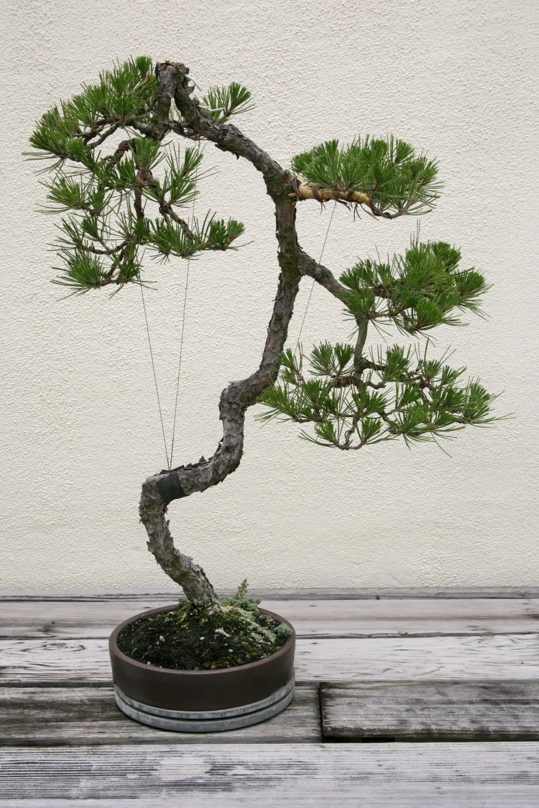 Japanese Black Pine (Pinus Thunbergii 'Thunderhead') — dwarf evergreen boasting dense; dark-green needles and robust