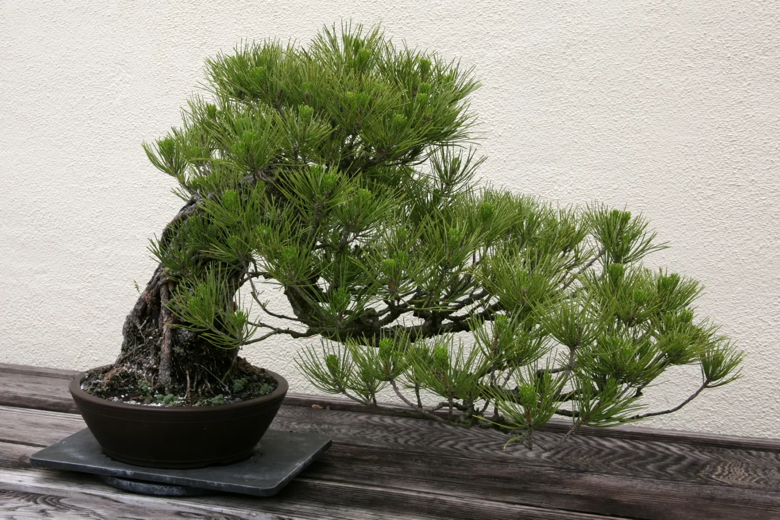 Japanese Black Pine (Pinus Thunbergii 'Thunderhead') — This characteristic foliage contrasts beautifully with the silver-white candles of new growth