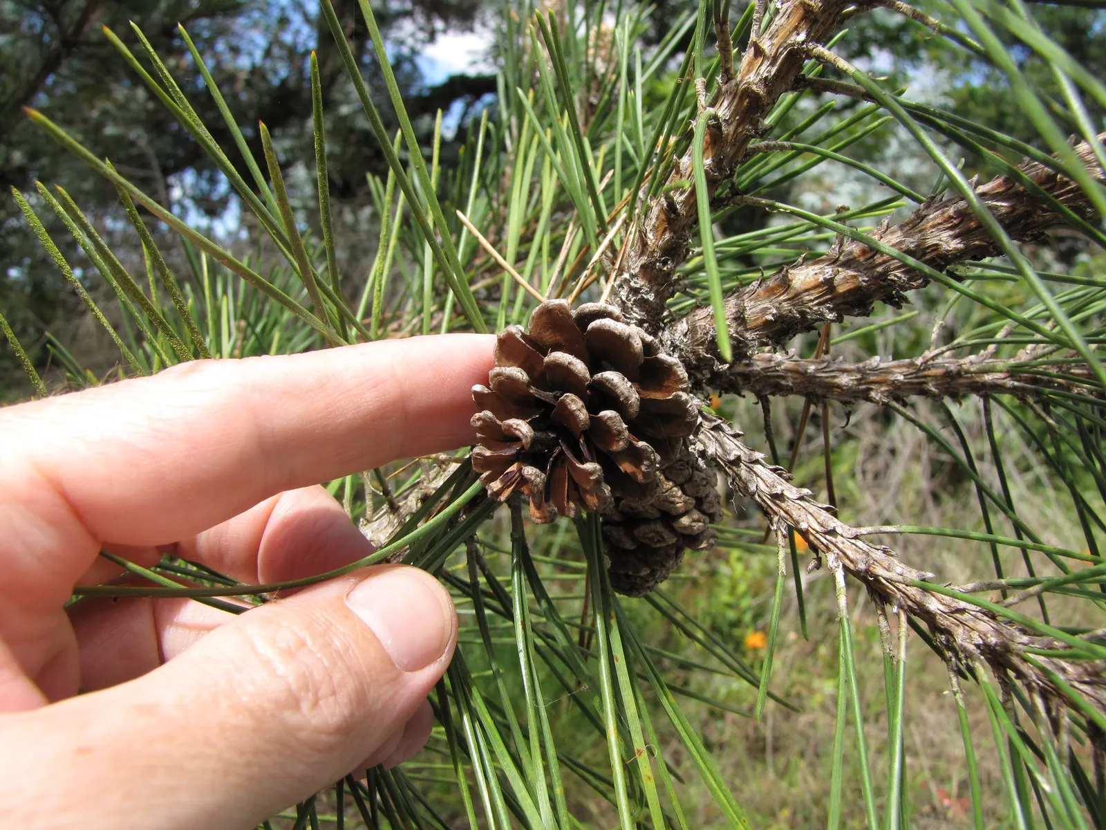 Japanese Black Pine (Pinus Thunbergii 'Thunderhead') — approximately 3-5 inches long; symmetrical shape with minimal pruning