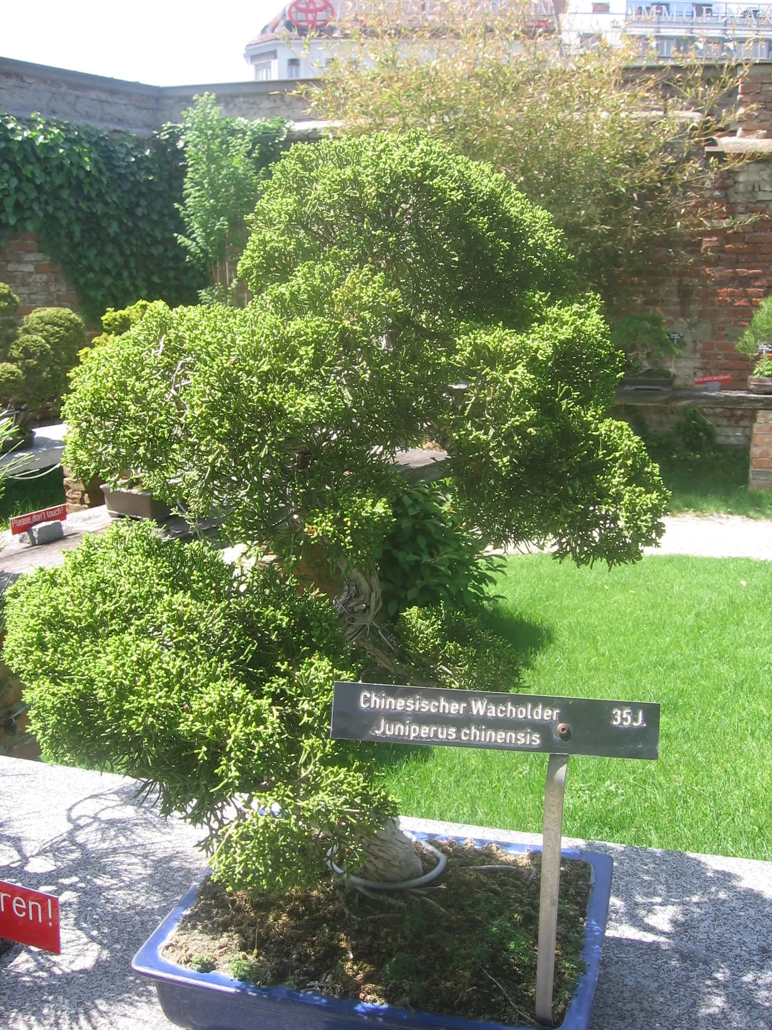 Japanese Black Pine (Pinus Thunbergii 'Thunderhead') — Japanese Black Pine 'Thunderhead' (Pinus thunbergii 'Thunderhead') is a stunning