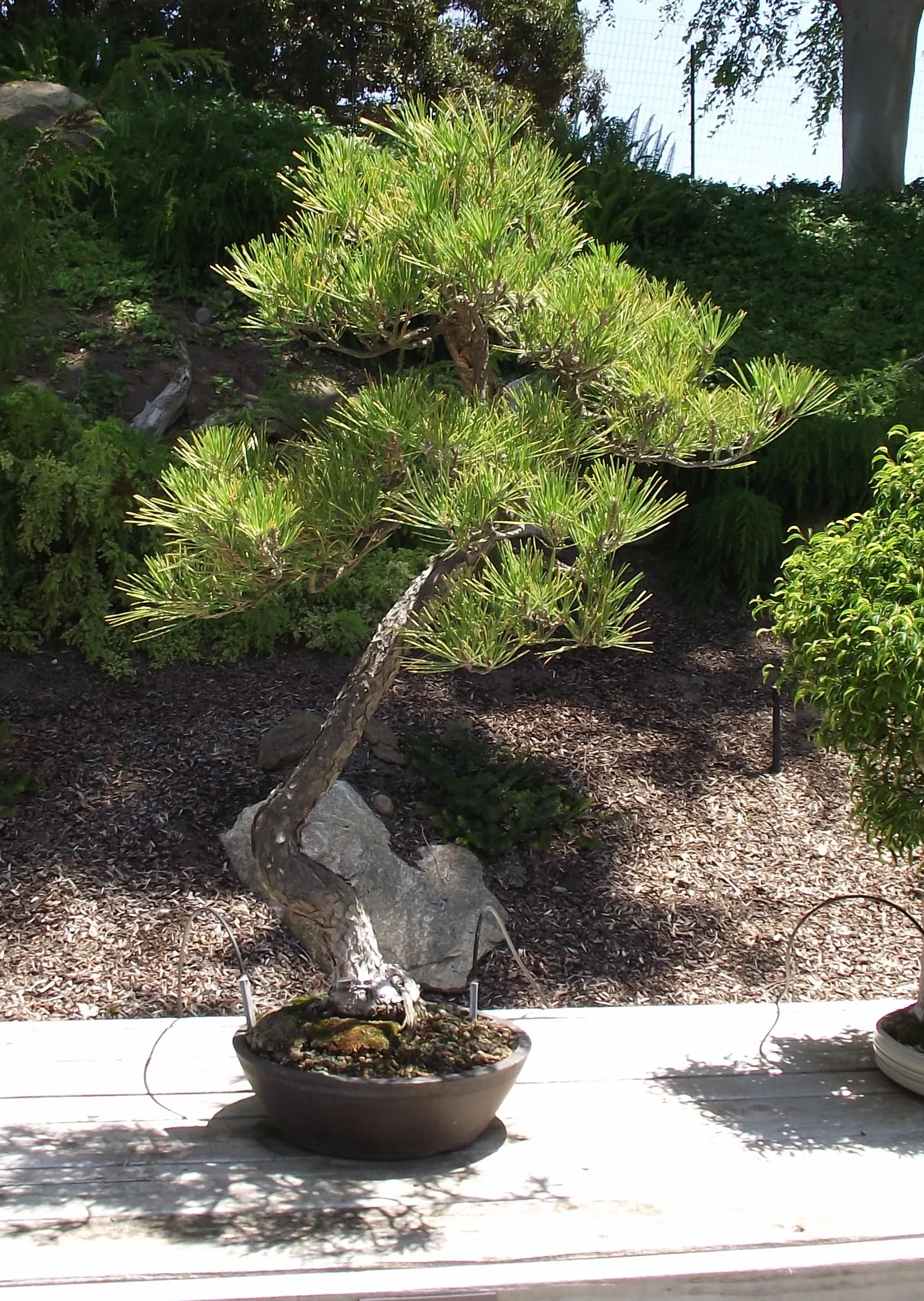 Japanese Black Pine (Pinus Thunbergii 'Thunderhead') — The Thunderhead Japanese Black Pine (Pinus thunbergii 'Thunderhead') is a robust, image 57