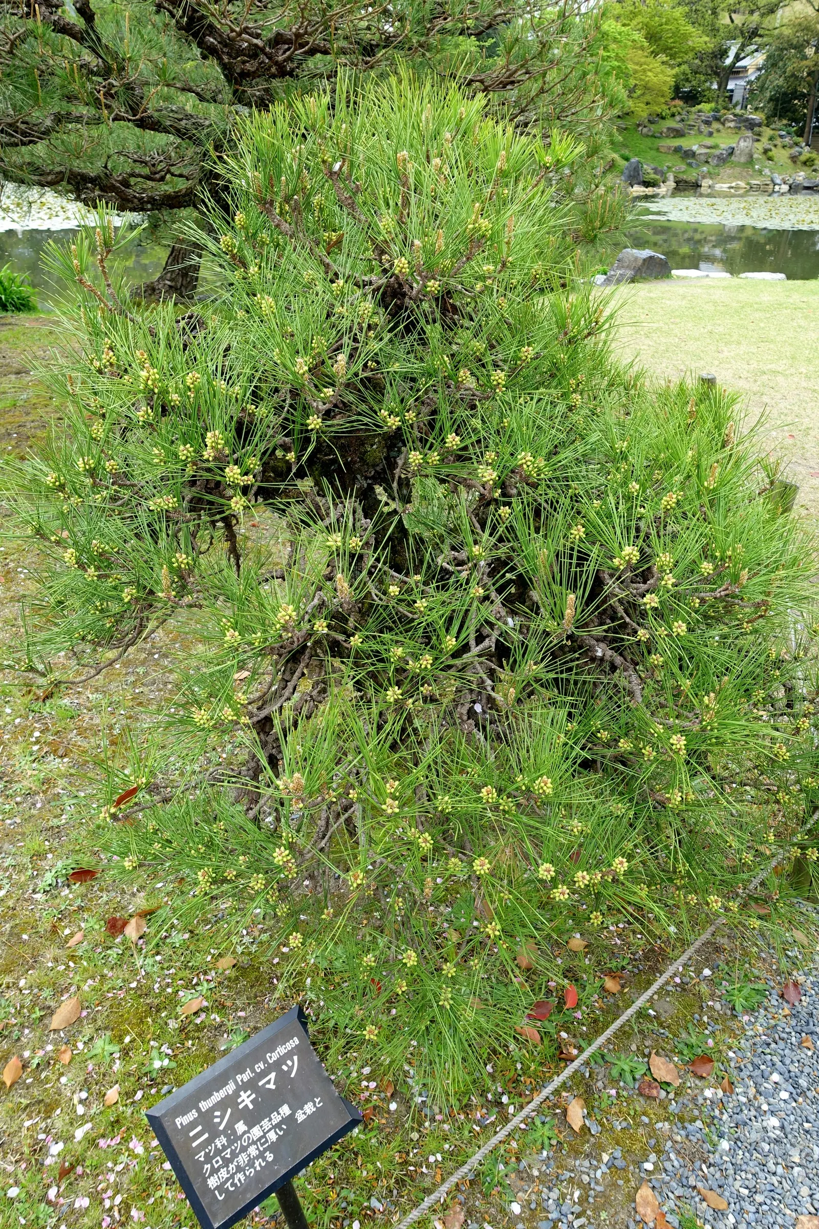 Japanese Black Pine (Pinus Thunbergii 'Thunderhead') — approximately 3-5 inches long