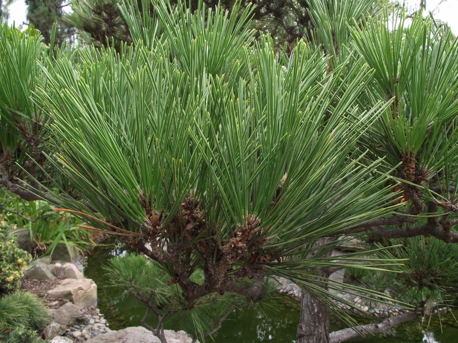 Japanese Black Pine (Pinus Thunbergii 'Thunderhead') — dark-green needles and robust; this characteristic foliage contrasts beautifully with the, image 67