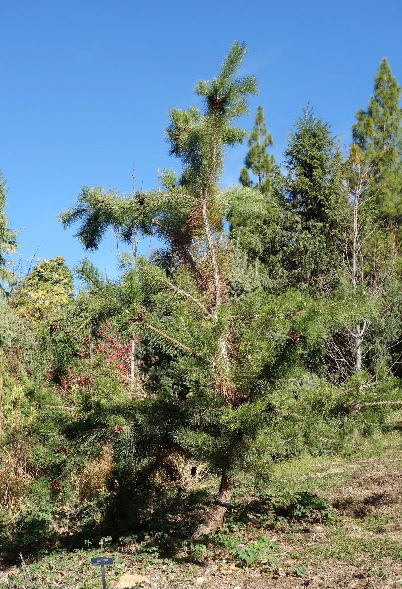 Japanese Black Pine (Pinus Thunbergii 'Thunderhead') — sculptural evergreen that provides year-round interest in the landscape
