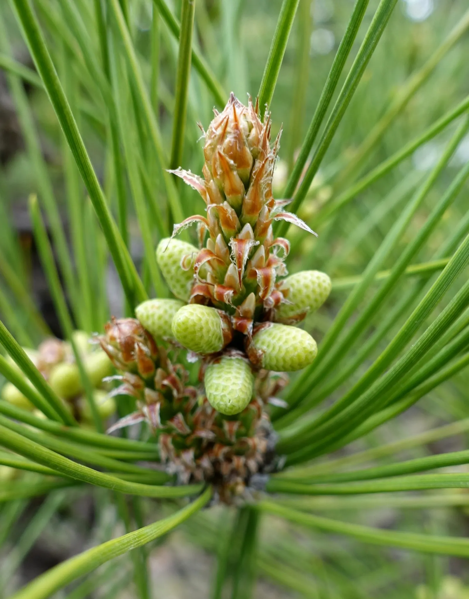 Japanese Black Pine (Pinus Thunbergii 'Thunderhead') — mature specimens produce attractive