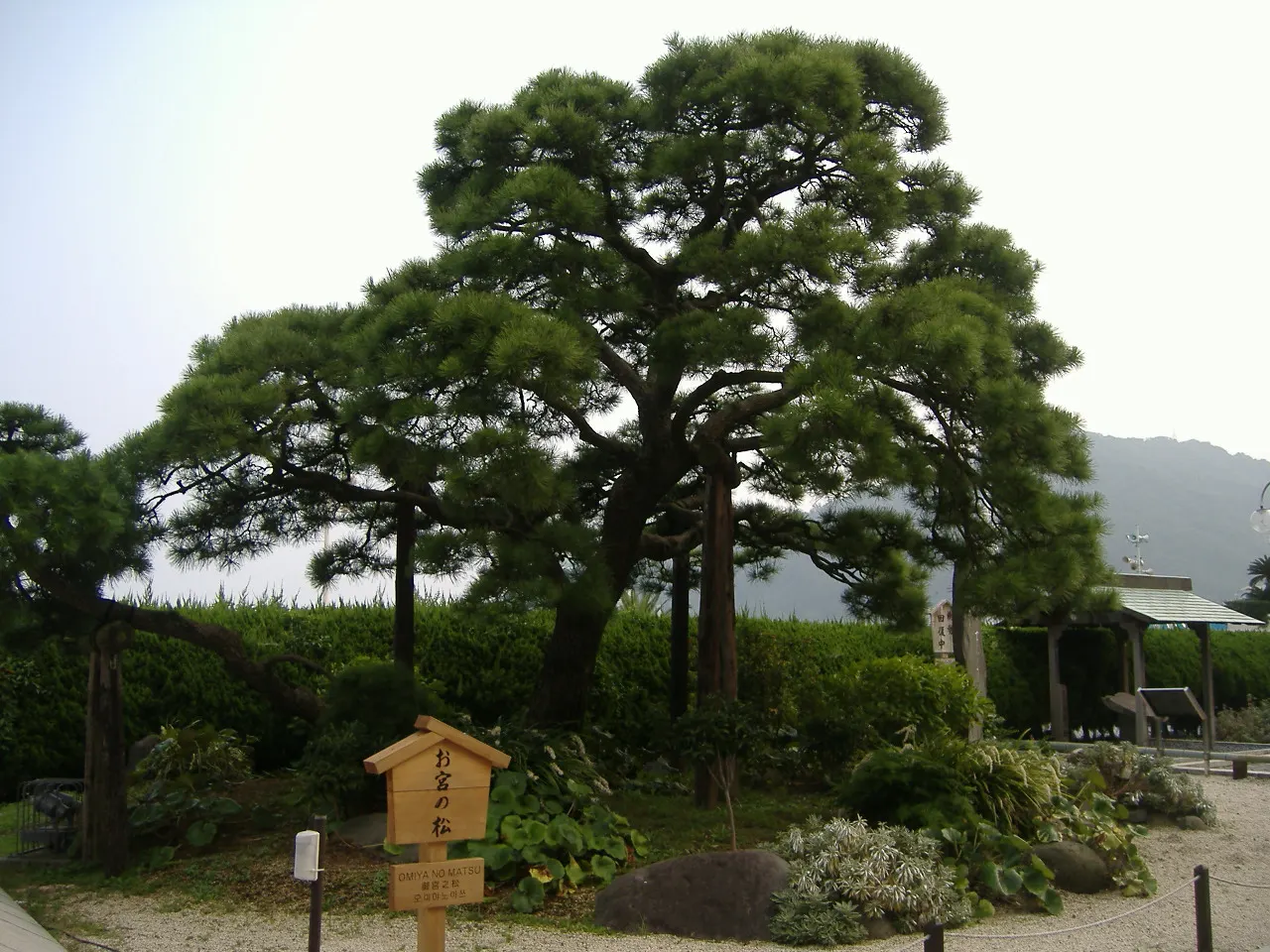 Japanese Black Pine (Pinus Thunbergii 'Thunderhead') — The Thunderhead Japanese Black Pine (Pinus thunbergii 'Thunderhead') is a robust; symmetrical shape with