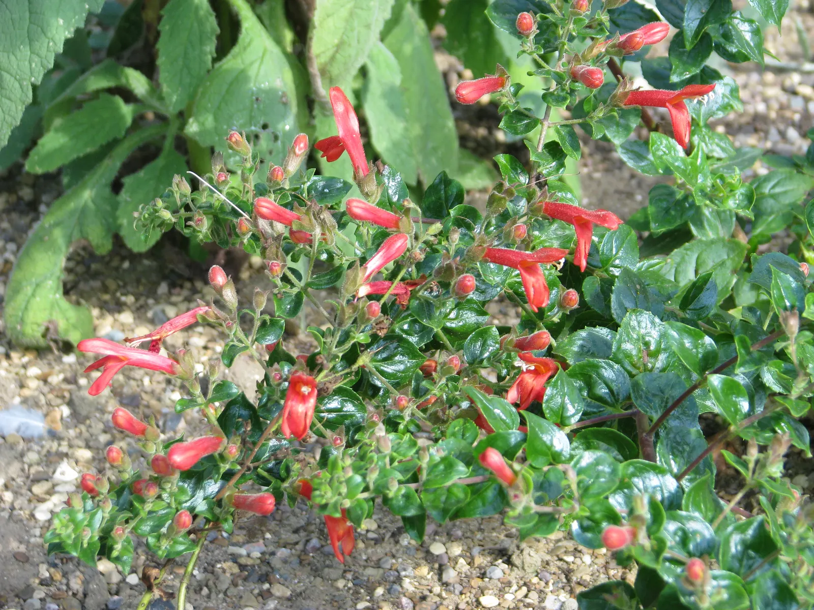 Heartleaf Keckiella (Keckiella Cordifolia) — Renowned for its vibrant tubular flowers