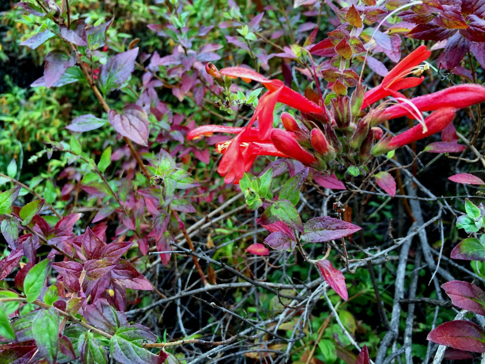 Heartleaf Keckiella (Keckiella Cordifolia) — which are particularly attractive to hummingbirds and beneficial pollinators