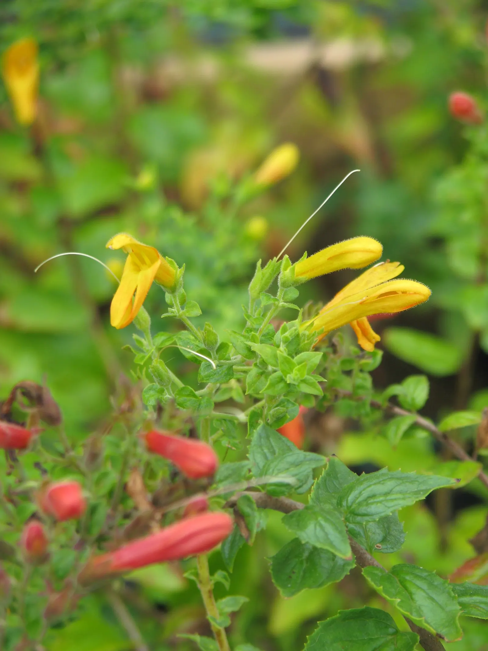 Heartleaf Keckiella (Keckiella Cordifolia) — low-maintenance addition that promises dynamic visual interest and lively wildlife interaction