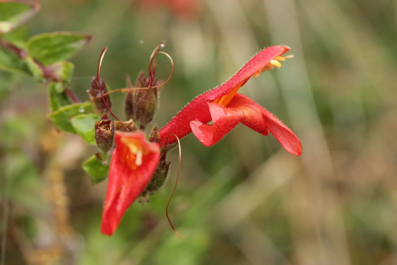 Heartleaf Keckiella (Keckiella Cordifolia) — making it ideal for a low-maintenance