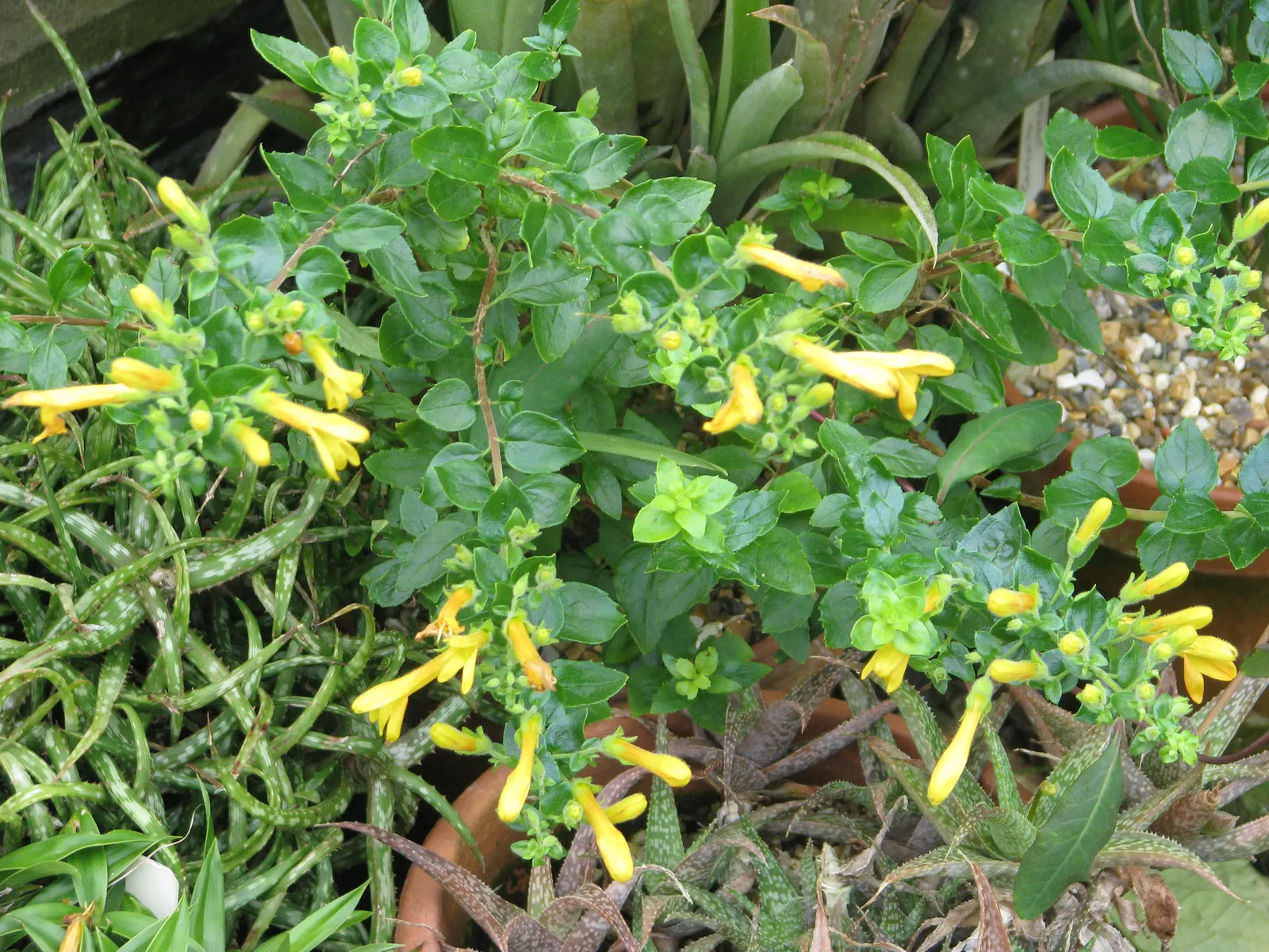 Heartleaf Keckiella (Keckiella Cordifolia) — scientifically known as Keckiella cordifolia