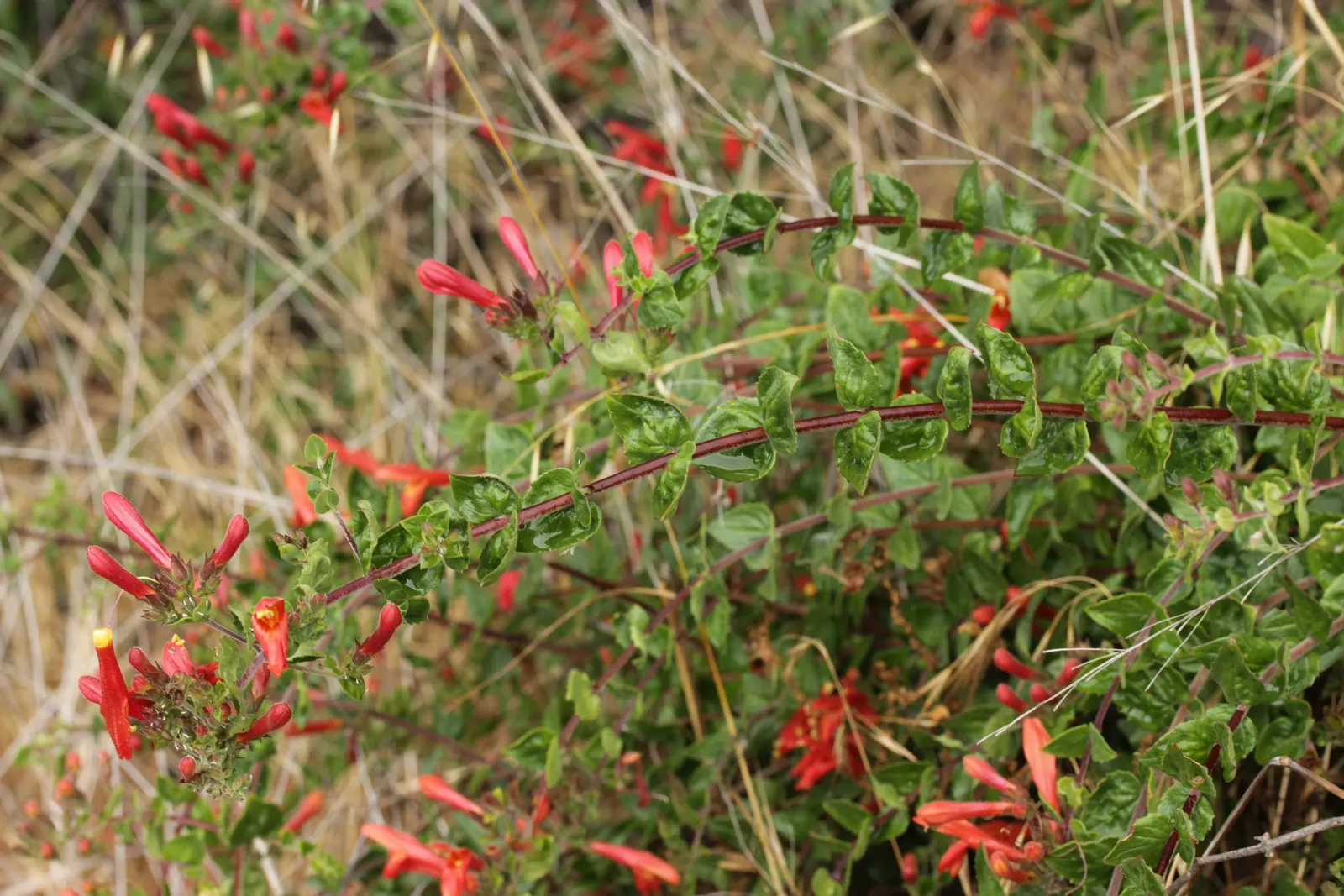 Heartleaf Keckiella (Keckiella Cordifolia) — contributing a vertical dimension to garden aesthetics
