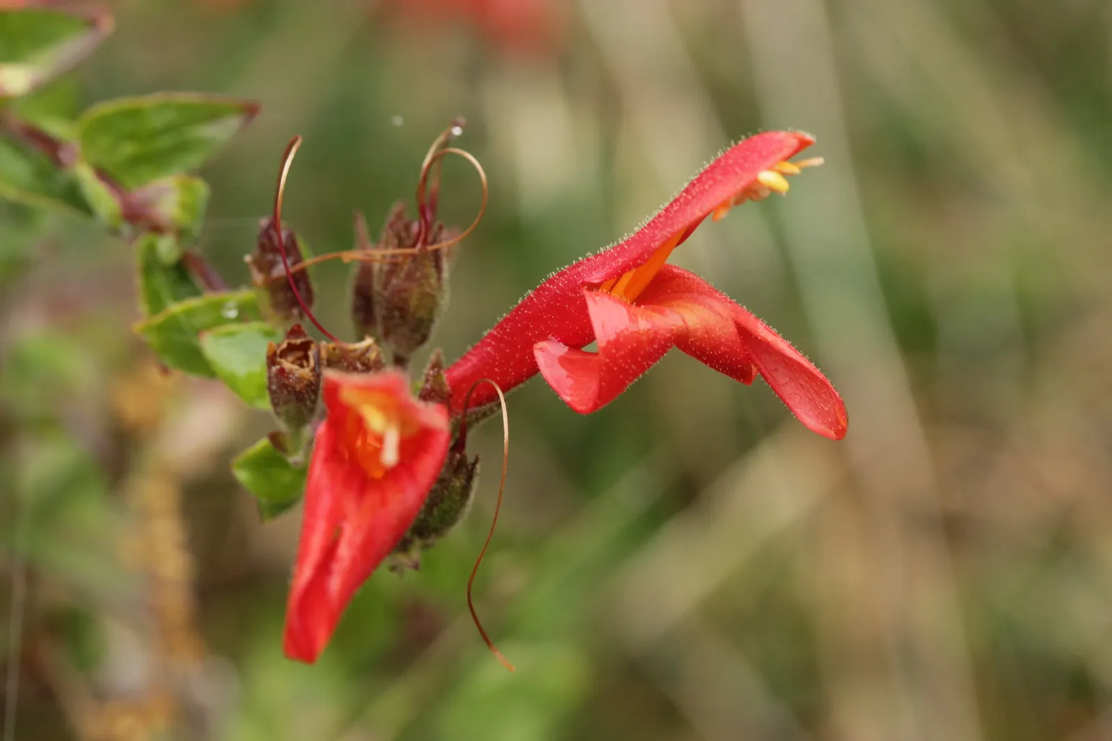 Heartleaf Keckiella (Keckiella Cordifolia) — is a woody perennial shrub native to the chaparral and woodlands of California