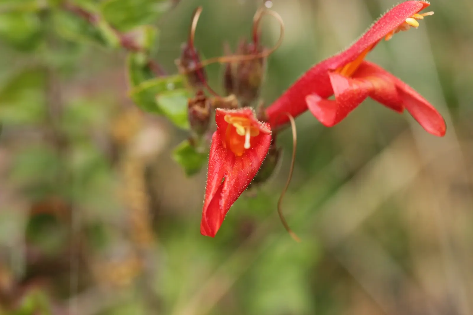 Heartleaf Keckiella (Keckiella Cordifolia) — serrated leaves are medium-green and offer a lush backdrop for the vivid blossoms