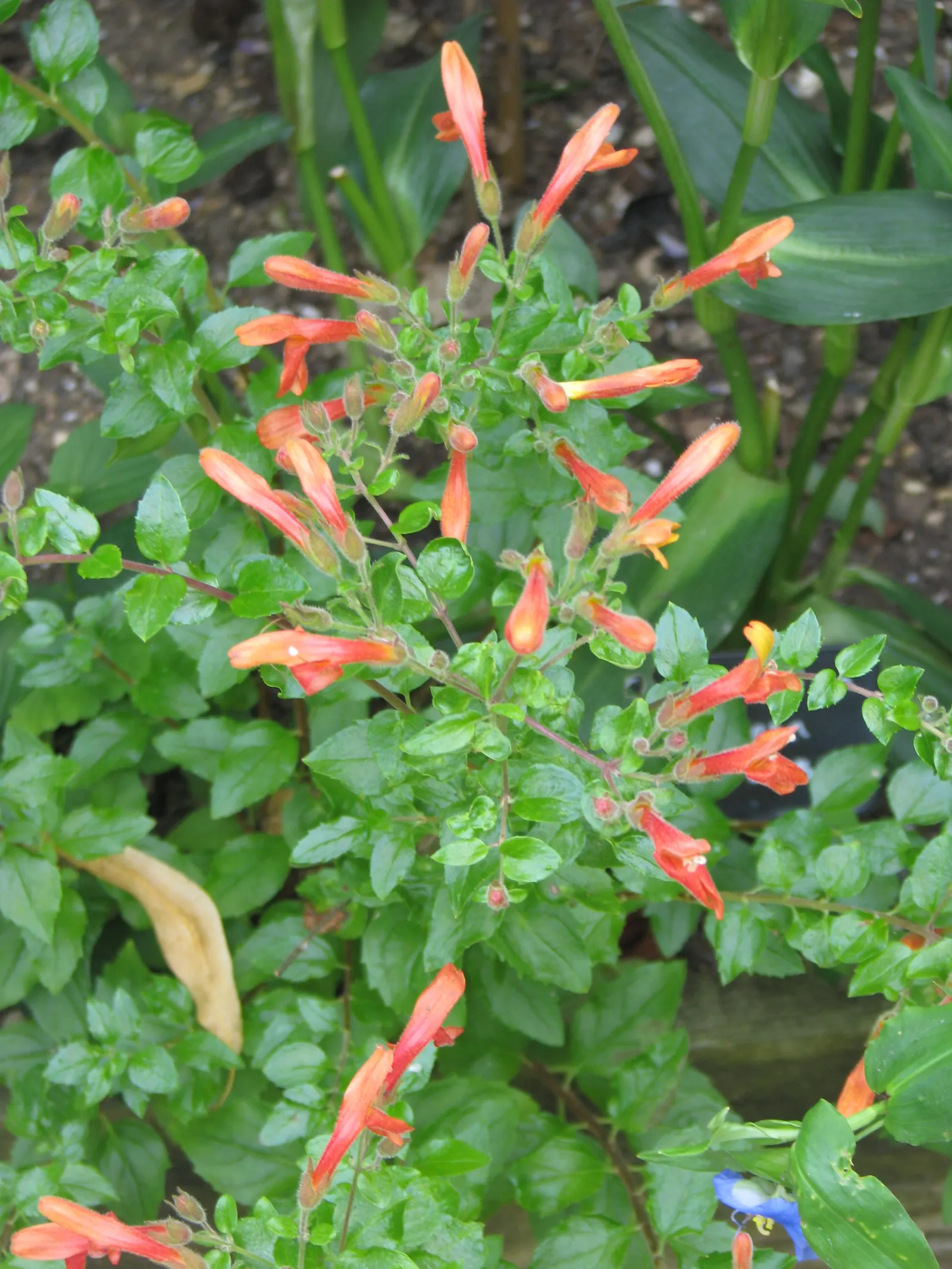 Heartleaf Keckiella (Keckiella Cordifolia) — orange and red flowers in the garden