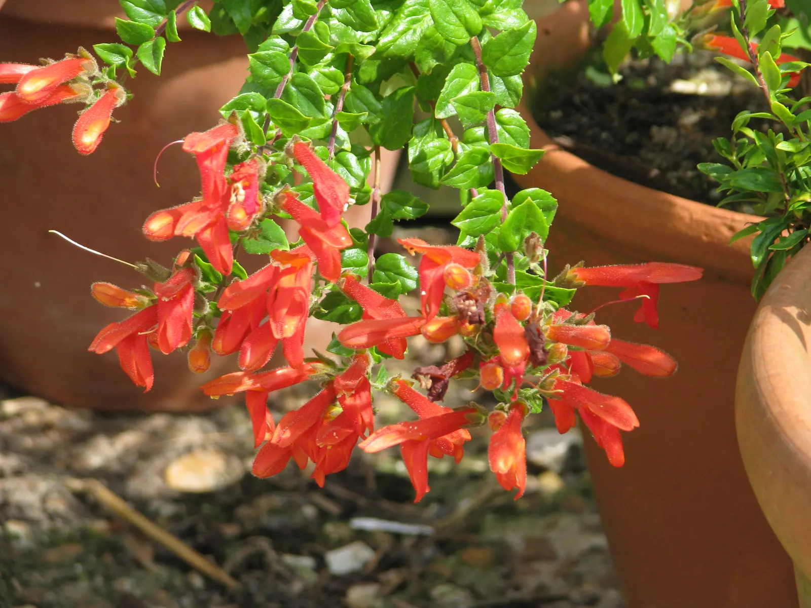 Heartleaf Keckiella (Keckiella Cordifolia) — it thrives in full sun to partial shade