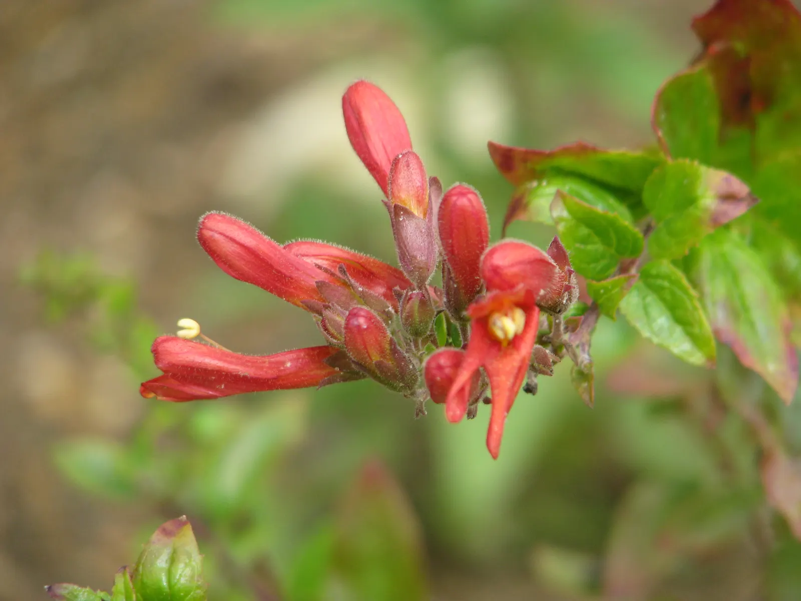 Heartleaf Keckiella (Keckiella Cordifolia) — Vibrant tubular flowers, in shades of red and yellow, bloom in late spring to summer, attracting hummingbirds