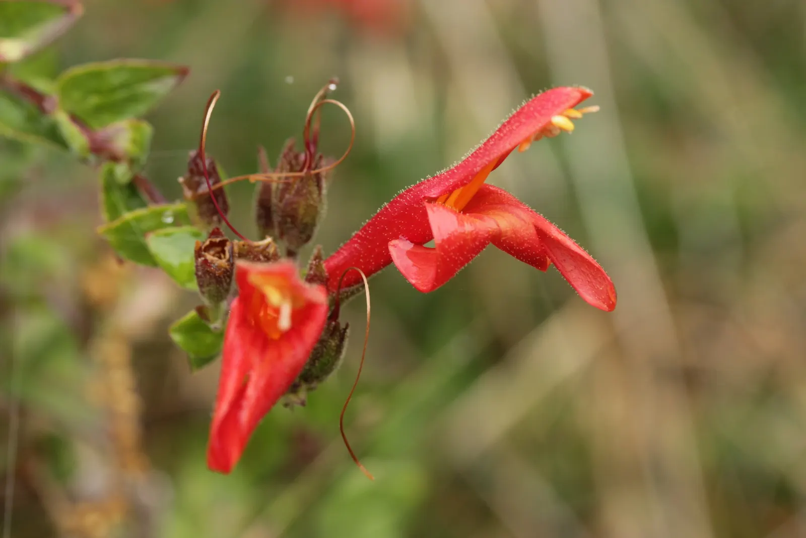 Heartleaf Keckiella (Keckiella Cordifolia) — enduring temperatures down to about 0 to 10&deg;F.<br><br>For your landscaping design