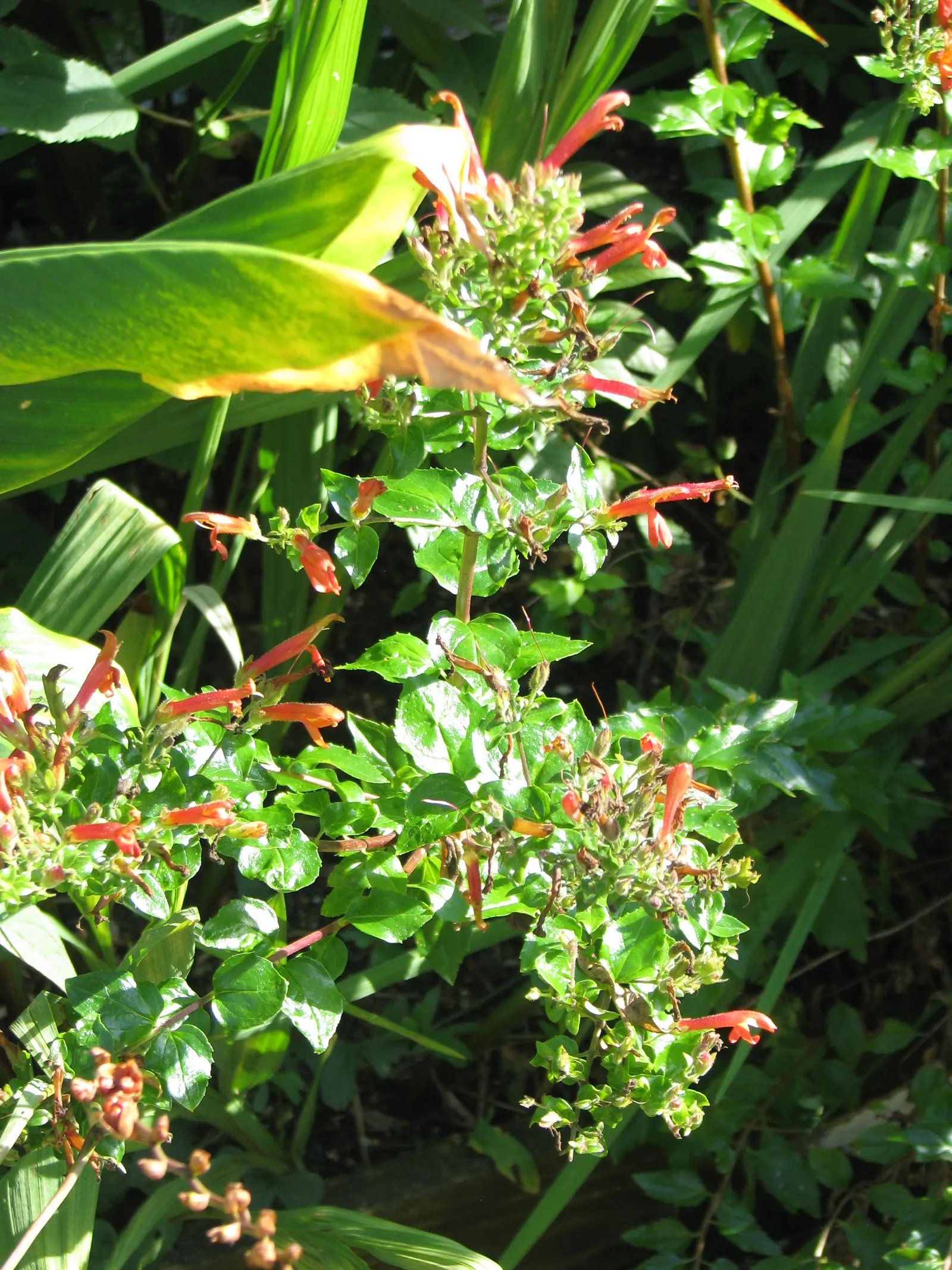 Heartleaf Keckiella (Keckiella Cordifolia) — The Climbing Penstemon (Keckiella cordifolia) is a robust evergreen vine; vibrant tubular flowers, in shades of