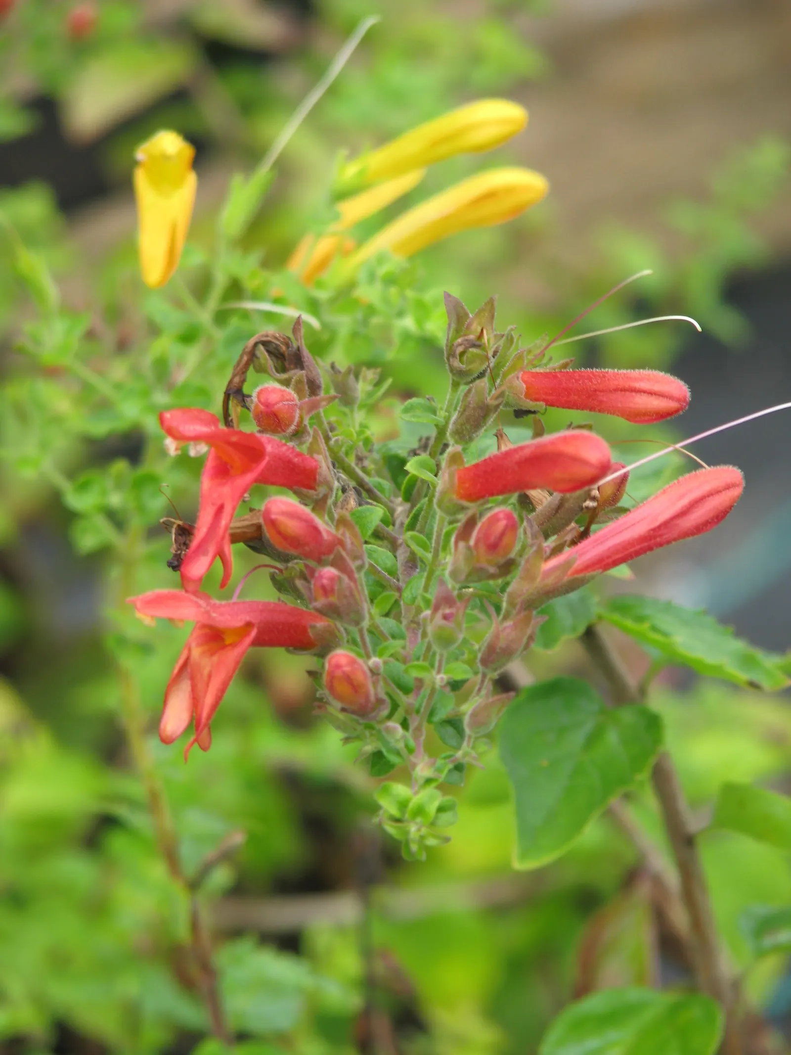 Heartleaf Keckiella (Keckiella Cordifolia) — The Climbing Penstemon (Keckiella cordifolia) is a robust evergreen vine