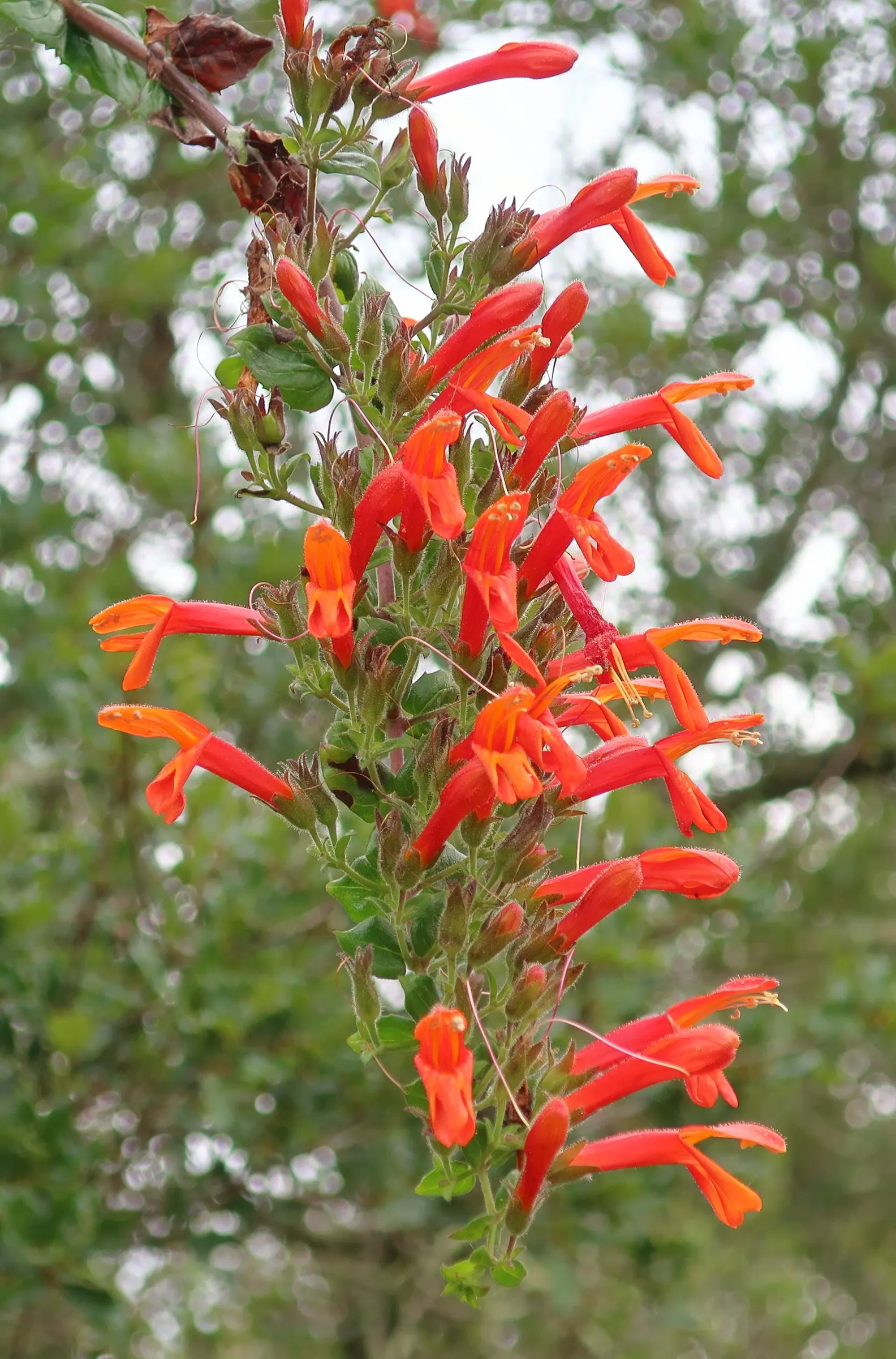 Heartleaf Keckiella (Keckiella Cordifolia) — It's an excellent choice for a client seeking a resilient and captivating garden feature