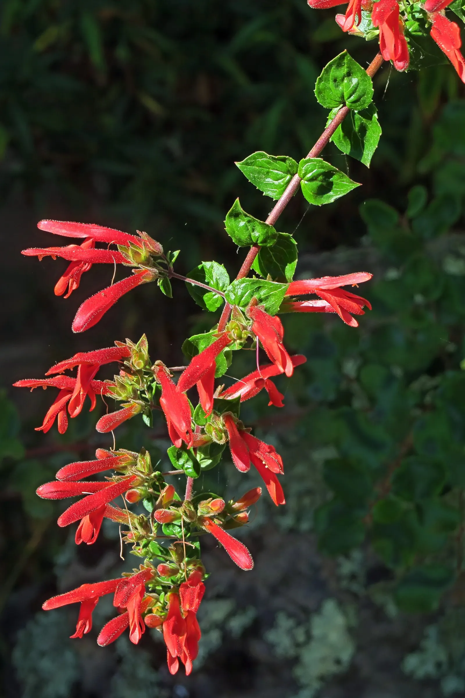 Heartleaf Keckiella (Keckiella Cordifolia) — Climbing Penstemon is an ideal candidate for trellises