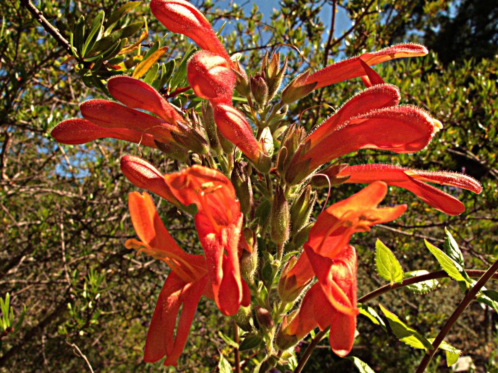 Heartleaf Keckiella (Keckiella Cordifolia) — this plant can bring a burst of color to any landscape design