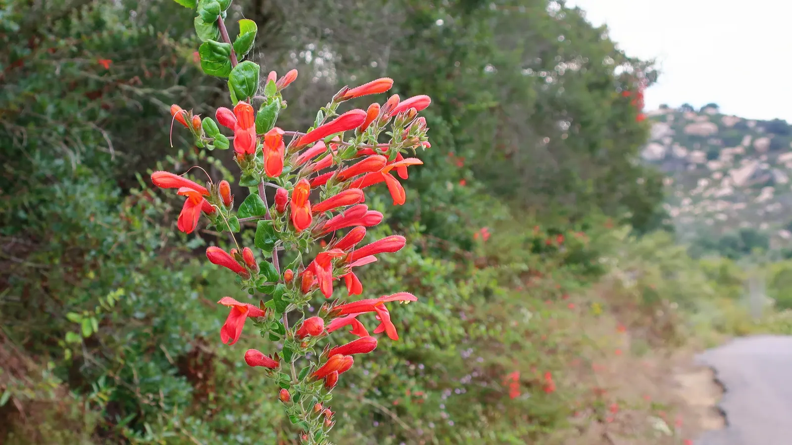 Heartleaf Keckiella (Keckiella Cordifolia) — shrub / vine with orange and red blooms