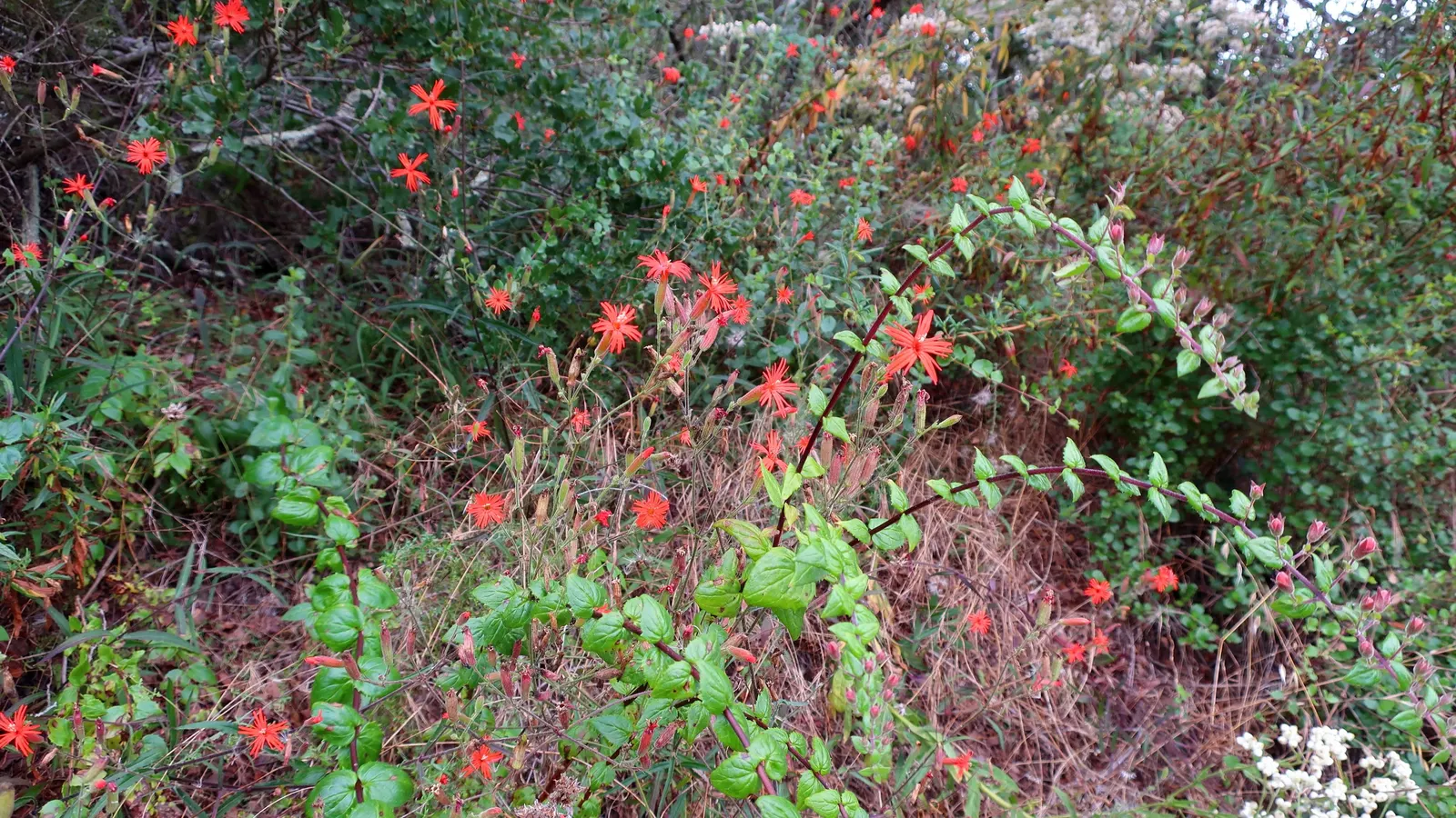 Heartleaf Keckiella (Keckiella Cordifolia) — shrub / vine for full or half or shade