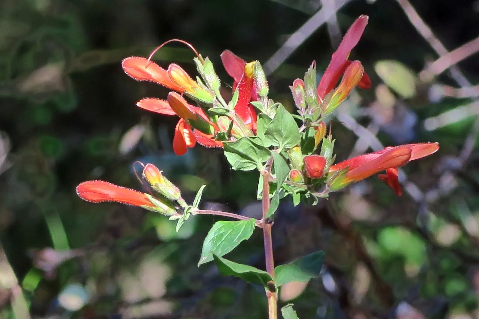 Heartleaf Keckiella (Keckiella Cordifolia) — It spreads about 2 to 4 feet wide
