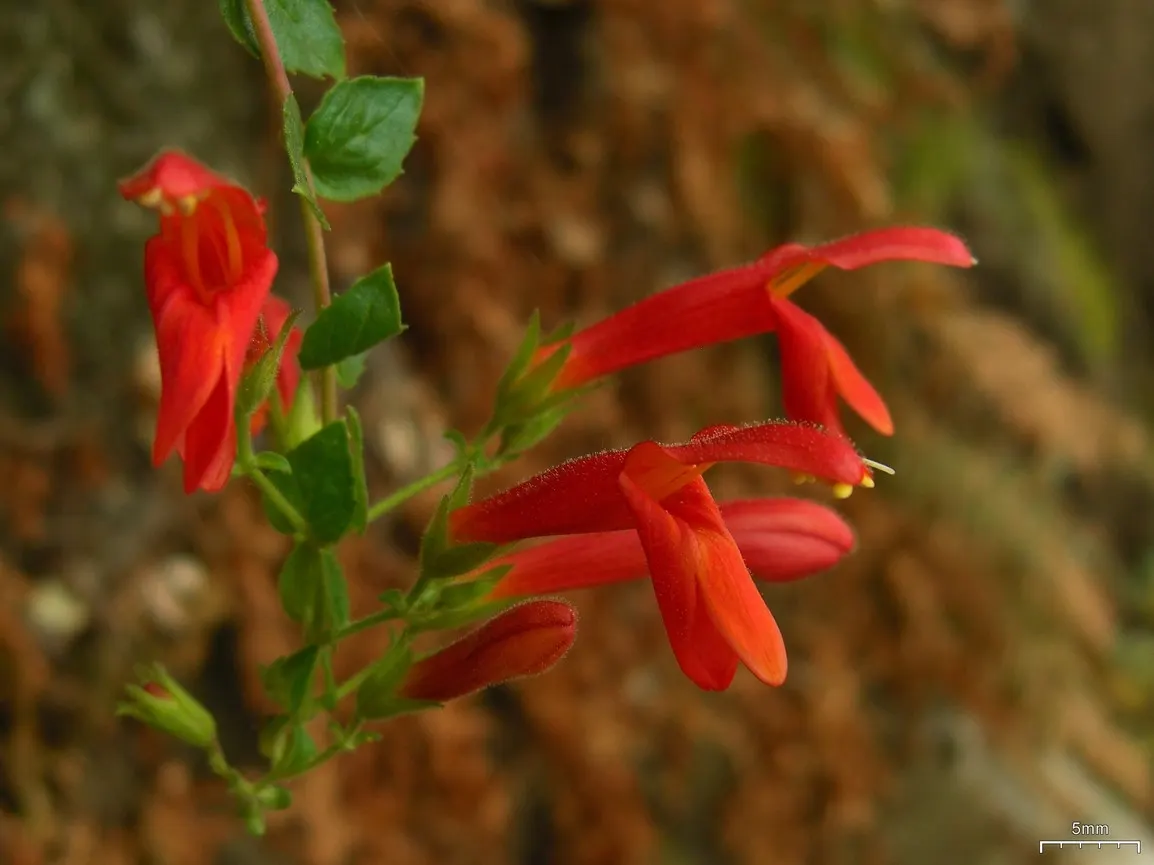 Heartleaf Keckiella (Keckiella Cordifolia) — provided they are well-draining