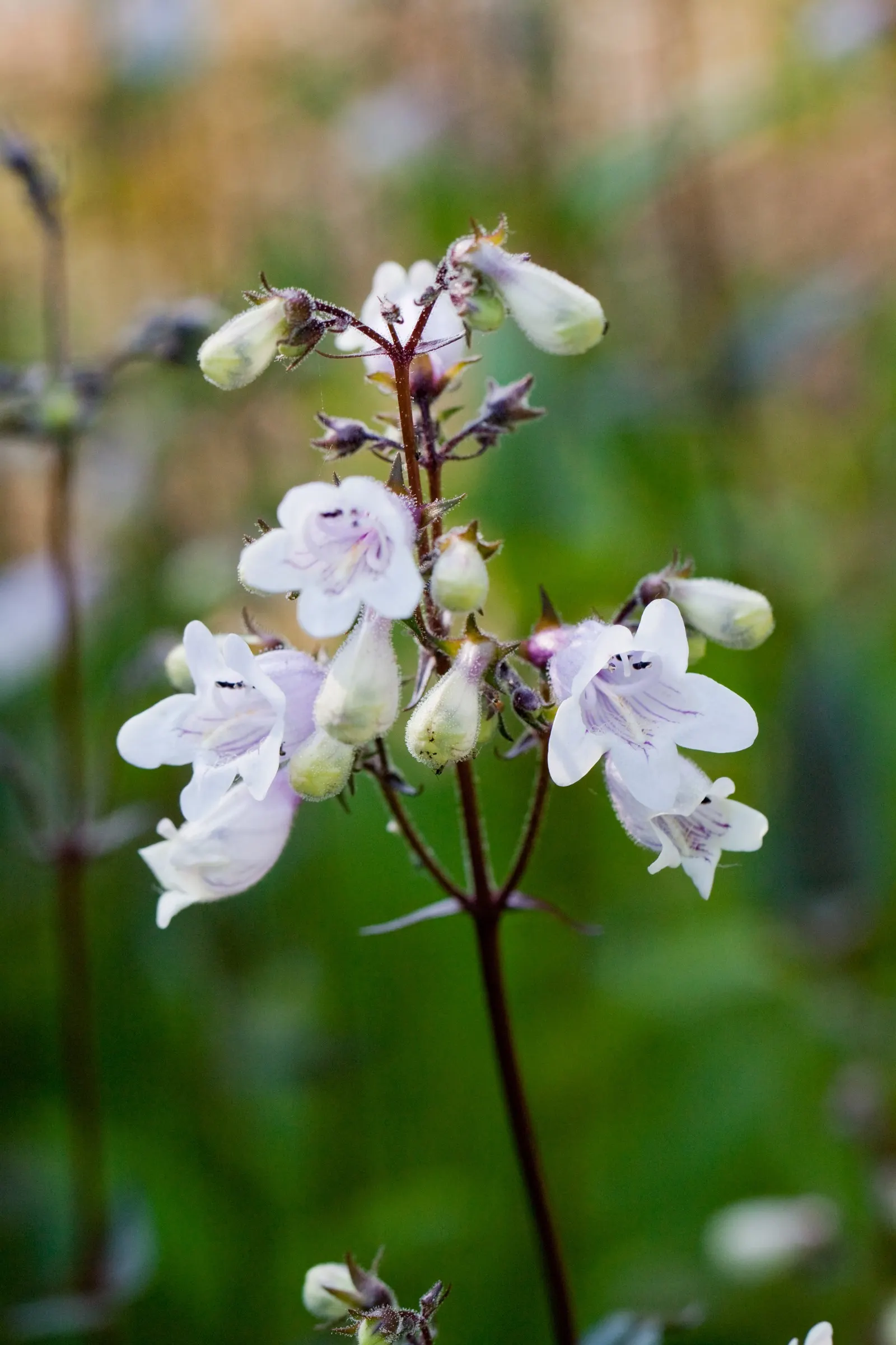 Heartleaf Keckiella (Keckiella Cordifolia) — enhancing the ecological value of your garden.<br><br>Climbing Penstemon is adaptable to various soil types