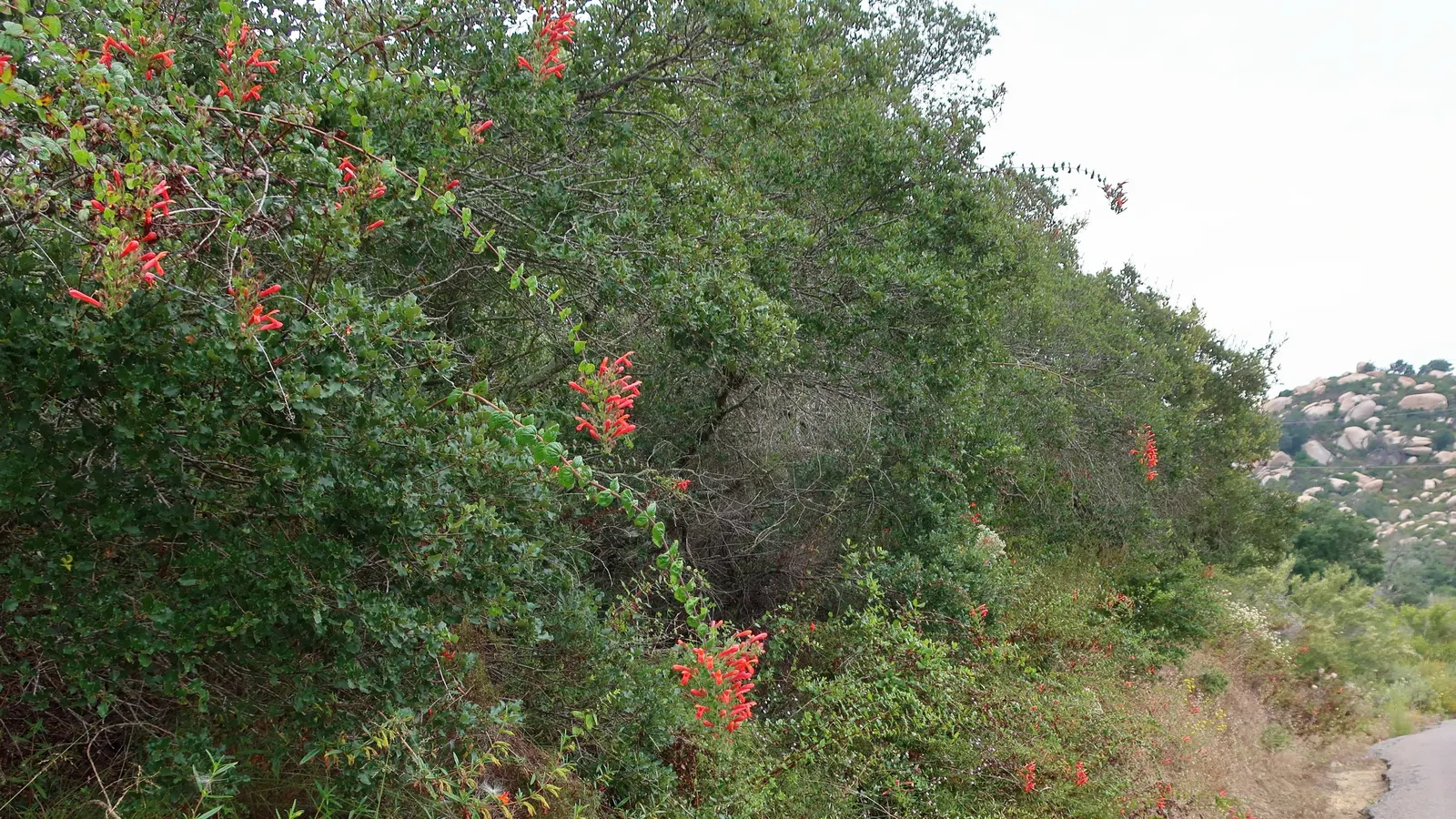Heartleaf Keckiella (Keckiella Cordifolia) — incorporate Climbing Penstemon for a durable