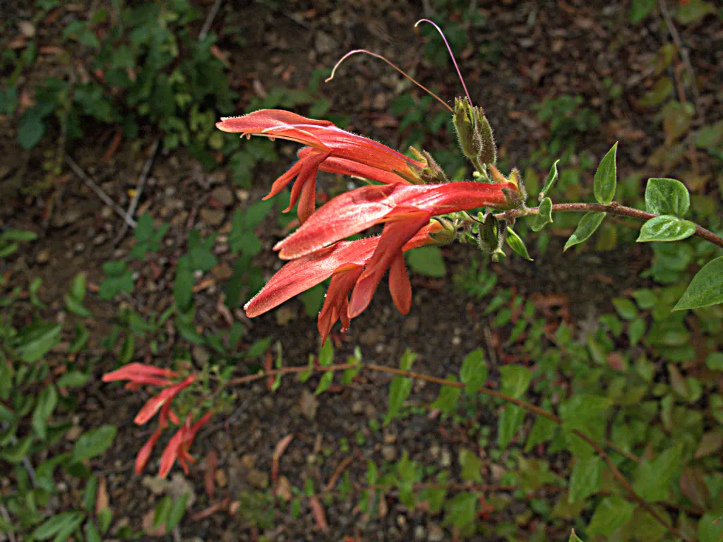 Heartleaf Keckiella (Keckiella Cordifolia) — with heart-shaped leaves adorning reddish stems