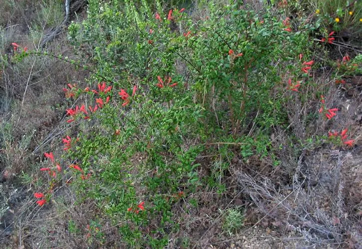 Heartleaf Keckiella (Keckiella Cordifolia) — making it ideal for water-wise gardens